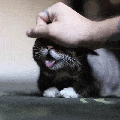 고양이 냥이 쓰담쓰담 귀여운