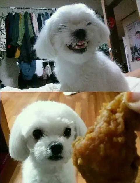 치킨 강아지 태세전환