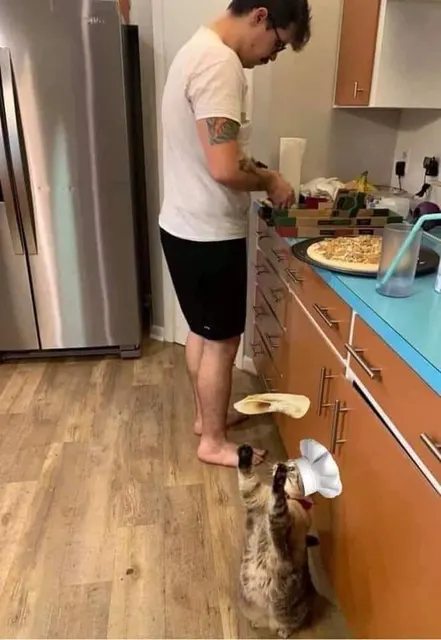 #피자 #냥짤 #요리사 고양이 요리사 피자