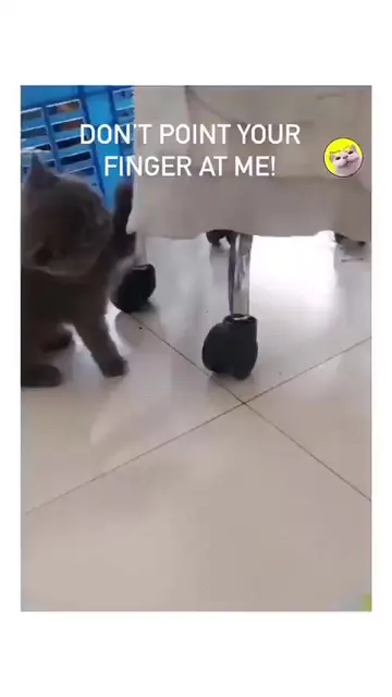 냥짤