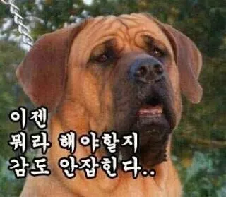 할말없음 개 강아지 황당 어이없음 현타 허탈 당황 감도안잡힌다 침묵