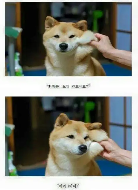 시바견