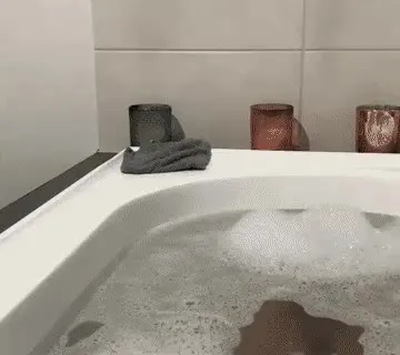 멍짤 강아지