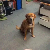 개무시 어쩌라고 귀차니즘 귀찮아 강아지