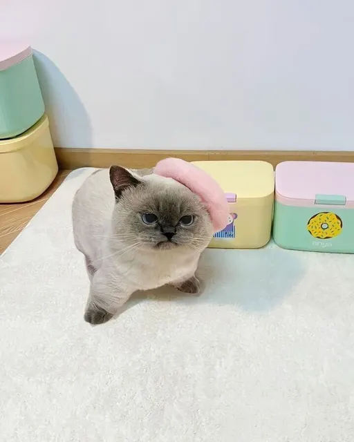 분홍 베레모 쓴 언짢은 고양이 화난 뚱한 표정 귀여운 동물