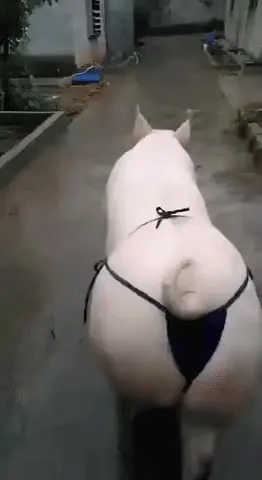티팬티 요염 돼지 동물