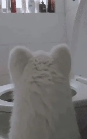 강아지의 무한한 변화 강아지 고양이 깜놀 반전 화장실