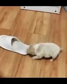 개 슬리퍼 멍짤 강아지 귀여워