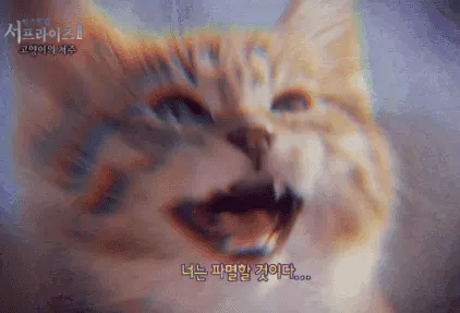 너는 파멸할 것이다 고양이 저주 서프라이즈 #냥짤