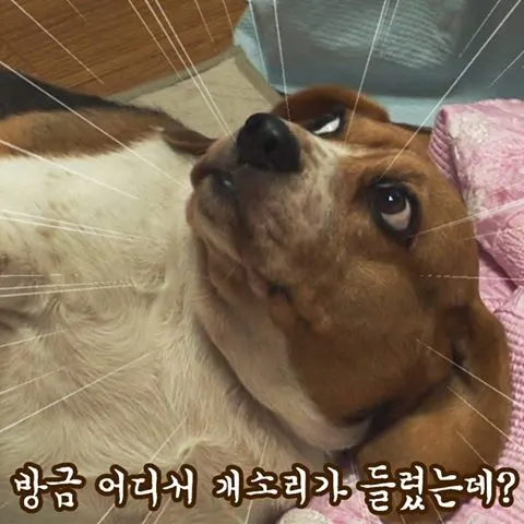 개소리 방금 어디서 비글 강아지 짤방 의심 황당 어이없음 건방짐