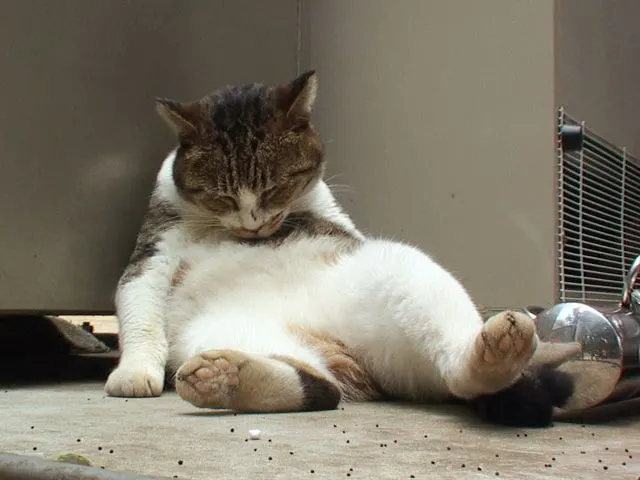 지루 하품 피곤 피곤해 지루해 고양이 잠든 잠자는