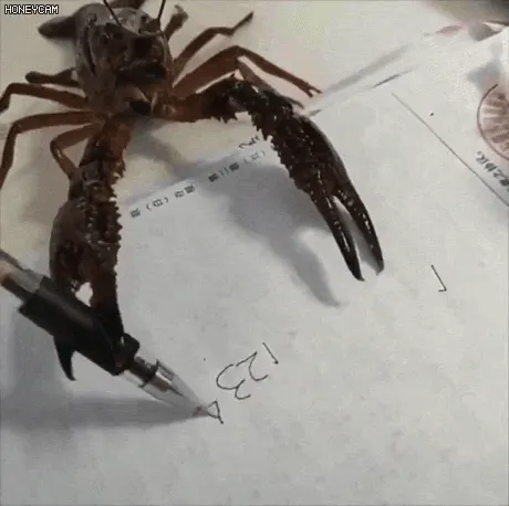 K-가재 가재 공부 글씨 쓰는 짤 숙제 시험공부 벼락치기 기묘한 황당