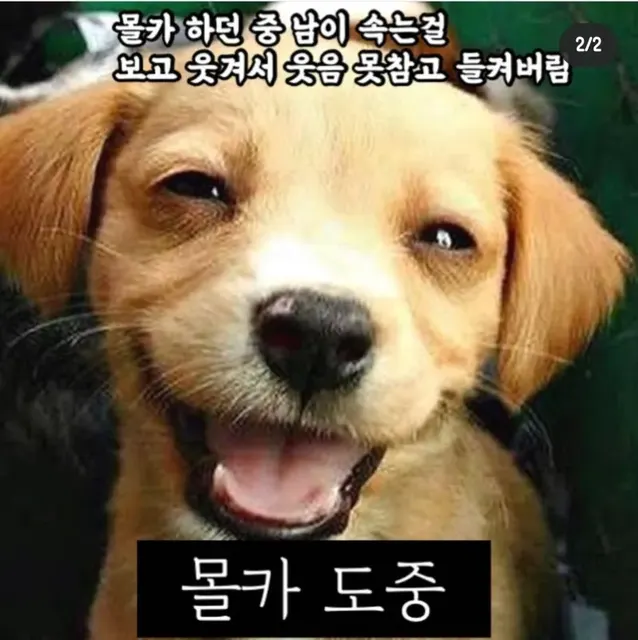 ENFP MBTI 강아지 몰카 웃참실패 빵터짐 댕댕이 웃음 귀여운