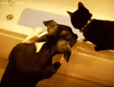 난모름 미끌 강아지 고양이 야 내가 안했음