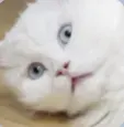 하정우고양이