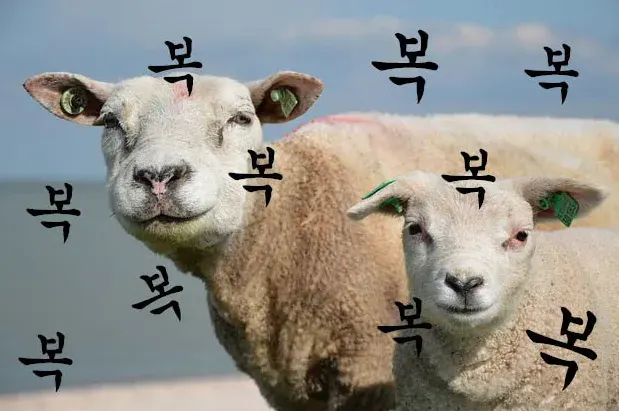 새해양 양띠 복