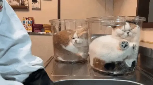 설거지 방해한 냥이 비상조치