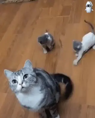 육아의 고통 고양이 아기고양이 장난 꼬리