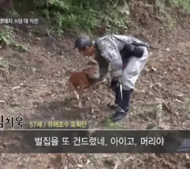 꼴까닥 댕댕이 기절 벌집 강아지