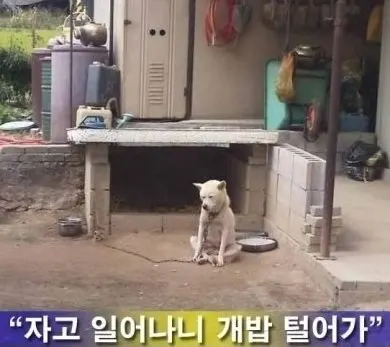 고전 고대 유물 자고 일어나니 개밥 털어가 개무륵 시무륵