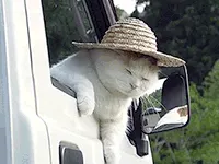 외면냥 고양이 밀짚모자 시로네코 트럭 창밖 외면 평온 퇴근 귀농 짤