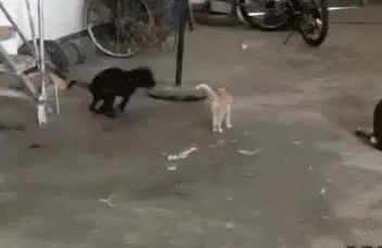 냥짤 멍짤