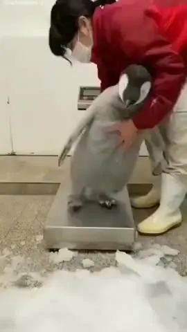 아기펭귄 몸무게 귀여워