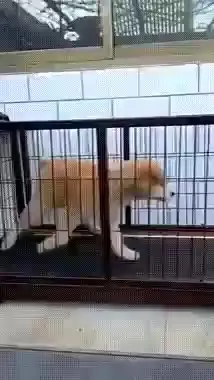 멍짤