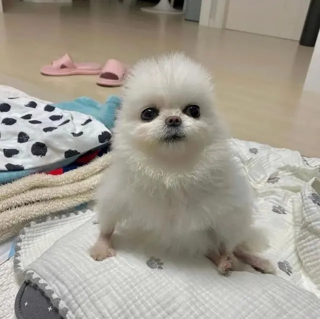 포메 병아리 멍짤 강아지 멍멍이 근엄