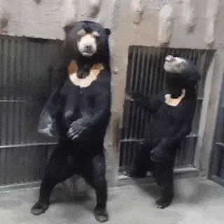 귀싸대기 싸다구 곰 반달곰 펀치 동물 닥쳐 따귀 뺨따구