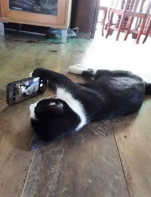 고양이 냥짤 셀카