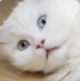 odolodol 고양이 흰고양이 당황 충격 공포 오들오들 멘붕 리액션 놀람