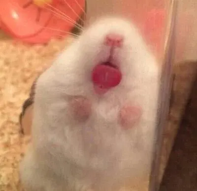 핥짝핥짝 핥짝 혓바닥 낼름 햄스터
