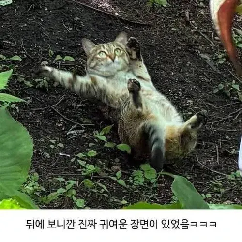 고양이 벌러덩 깜짝 당황 귀여운 야외 반응짤