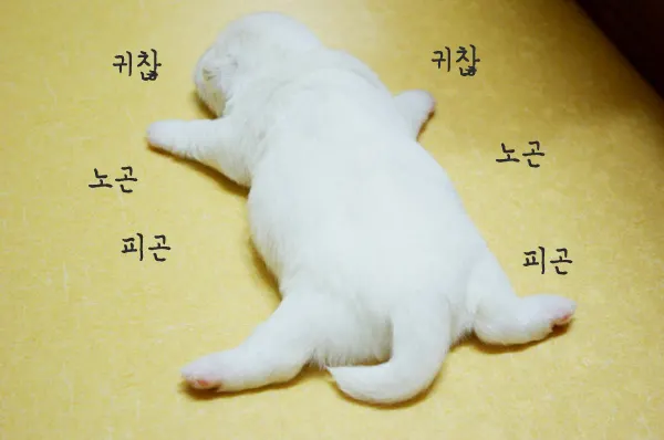 지루 하품 피곤 피곤해 지루해 강아지 귀찮아 노곤 지루해