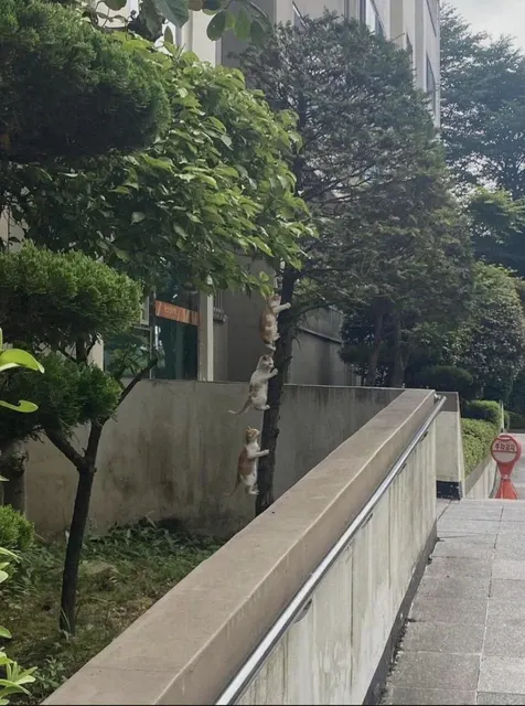나무에 매달린 매미 #냥짤 #고양이 #냐옹
