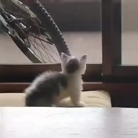 고양이 아기 창문 만남 대치 귀여운 동물