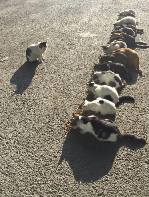 오늘 너희를 부른 이유는 중대장이다 #중대장 #고양이 #냥짤