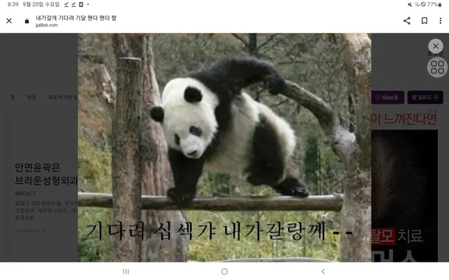 다 패러 가는 세계관 최강 판다