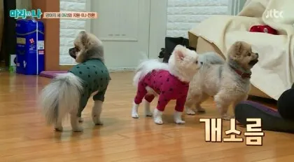 강아지소름 개소름 오도도 ㅂㄷㅂㄷ