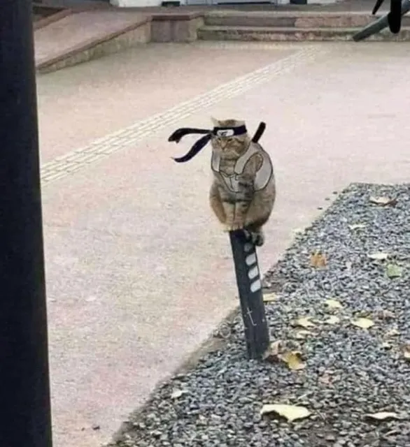 닌자 #냥짤 #고양이