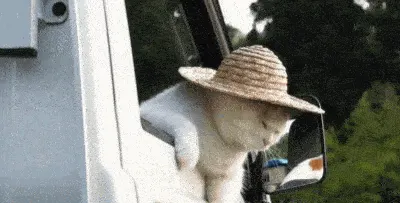 고양이 한숨