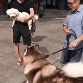 나도 안아 줘봐 gif 강아지 나도안아줘 허스키 애교 세상순진