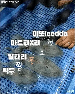 ㅊㅍ 해삼 작아짐 쪼그라듦 당황 창피 민망 알타리 빡두 움츠러듦