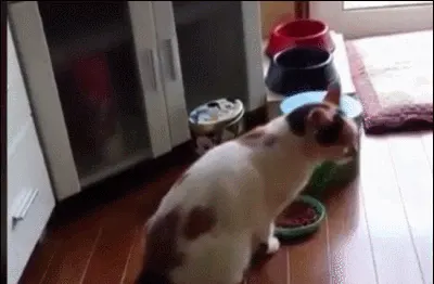 슈아 고양이 밥 먹다 깜놀 움찔 놀람 당황 코믹 동물짤