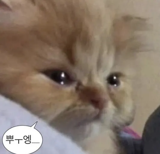 뿌엥 고양이