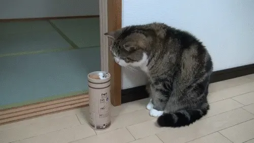 고양이의 반응속도 어이쿠 깜짝이야 냥이 동물 인형 귀여운 움찔 놀람