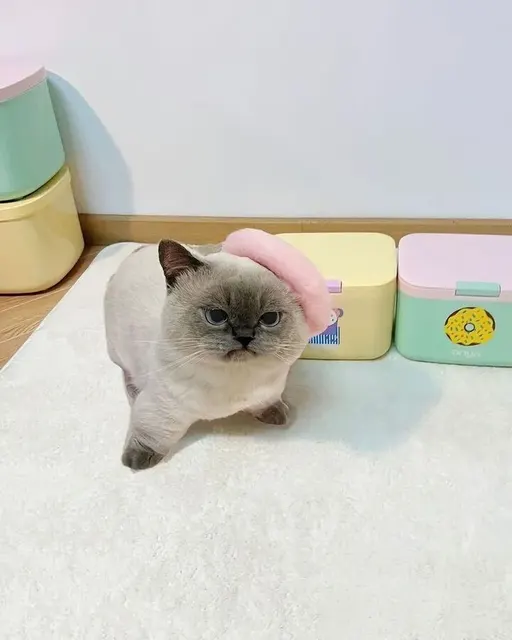 분홍 베레모 언짢은 고양이 화난 뚱한 표정 귀여운 동물