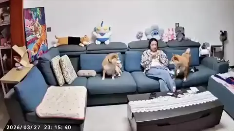 시바견 홈캠 강아지 탁자 점령 거실 일상 웃긴 상황 당황