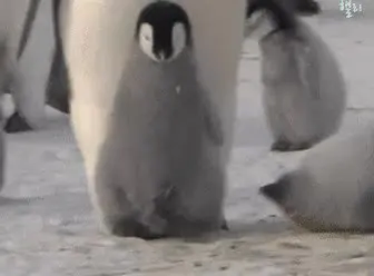 위풍당당 아기 펭귄